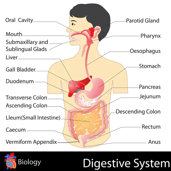 ᐈ The Digestive System Labeled Diagram Stock Pictures Royalty