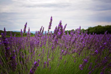 Provence 'deki lavanta tarlası