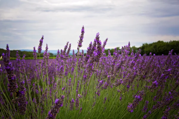 Campo de lavanda en Provenza — Foto de Stock