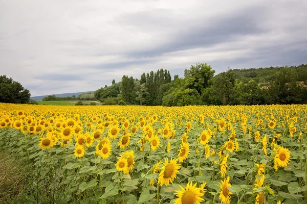 Champ de tournesol par temps nuageux en Provence, France — Photo