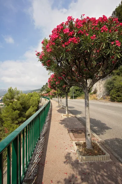 Rue en France à Roquebrune, près de Monaco, avec des arbres en fleurs — Photo