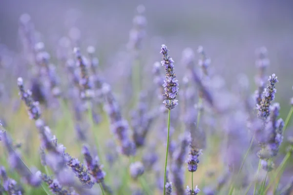 Lavendel flower i ett fält — Stockfoto