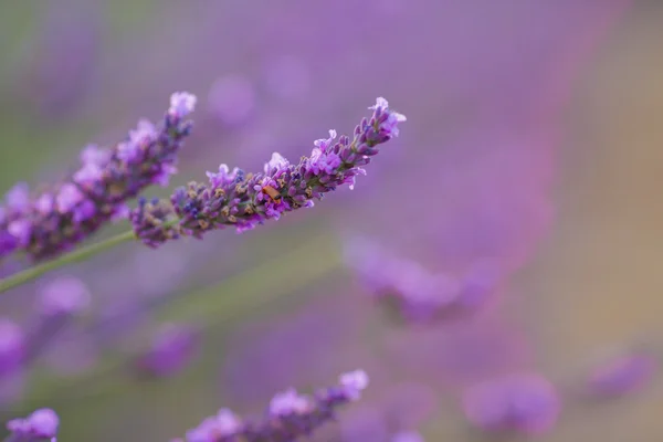 Flor de lavanda em um campo — Fotografia de Stock