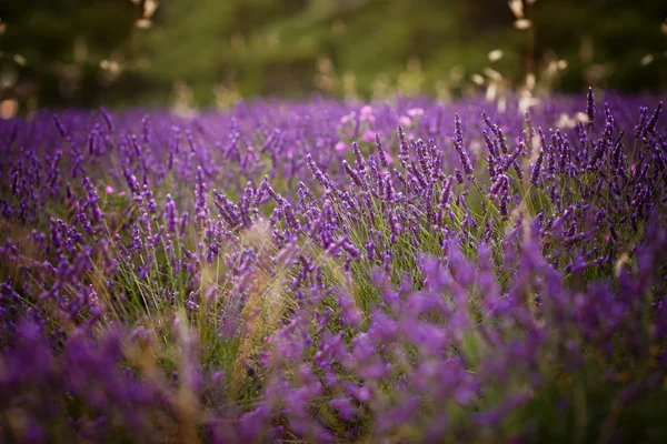 Lavendel flower i ett fält — Stockfoto