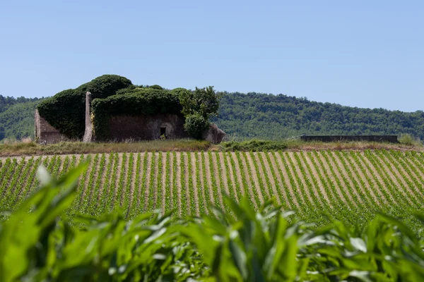 Campo de maíz en Provenza —  Fotos de Stock