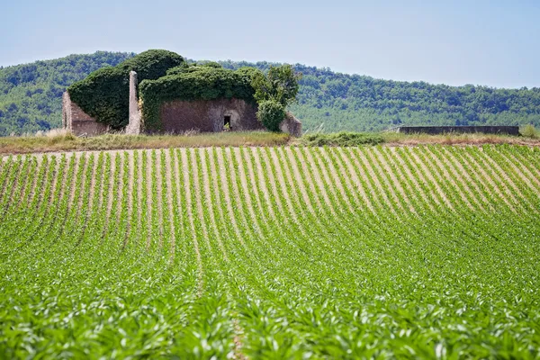 在普罗旺斯的玉米田 — 图库照片