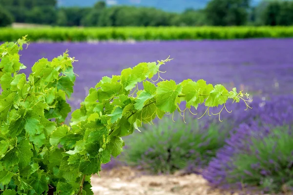 Un tralcio di vite sullo sfondo lavanda, si concentra sul singolo — Foto Stock