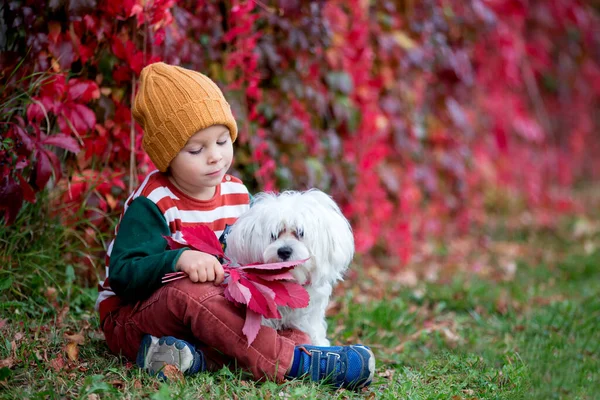 Sonbahar Parkında Evcil Köpeğiyle Oturan Yaprakları Olan Tatlı Bir Çocuk — Stok fotoğraf