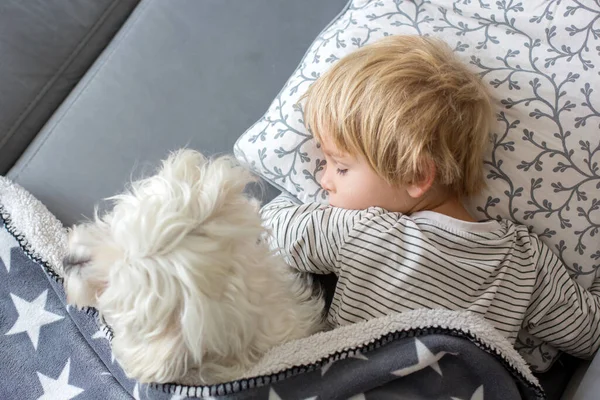 Lindo Niño Rubio Preescolar Durmiendo Con Perro Mascota Cachorro Blanco —  Fotos de Stock