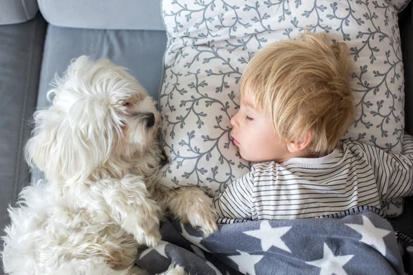 Lindo Niño Rubio Preescolar Durmiendo Con Perro Mascota Cachorro Blanco —  Fotos de Stock