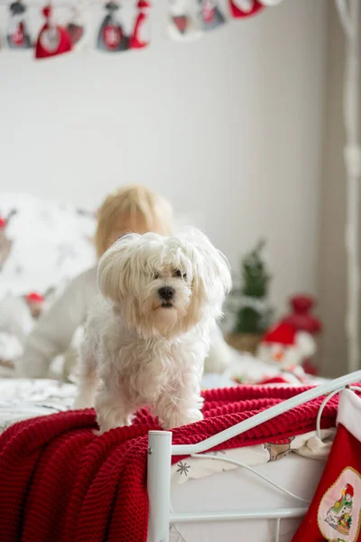 Leuke Maltese Hond Wit Huisdier Zittend Bed Met Kerstmis Decoratie — Stockfoto