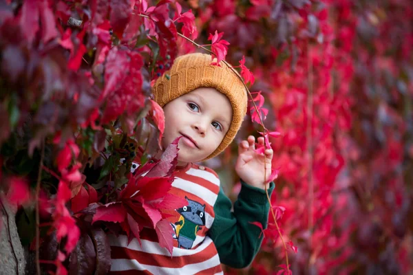 Симпатичный Малыш Листьями Сидит Осеннем Парке Своей Собакой — стоковое фото