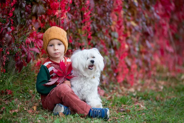 Sonbahar Parkında Evcil Köpeğiyle Oturan Yaprakları Olan Tatlı Bir Çocuk — Stok fotoğraf