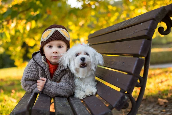 Niño Feliz Jugando Parque Otoño Con Perro Mascota Cachorro Blanco —  Fotos de Stock