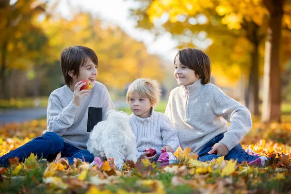 快乐的孩子们 在一个阳光明媚的日子 在秋天的公园里和宠物狗玩耍 树叶环绕着他们 — 图库照片