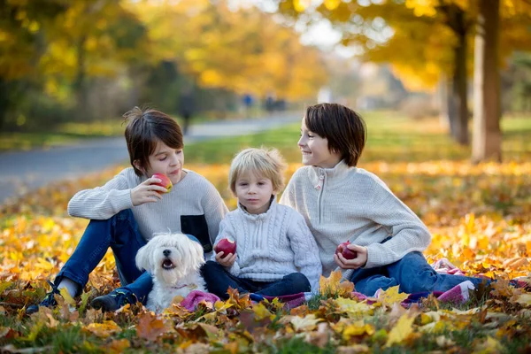 快乐的孩子们 在一个阳光明媚的日子 在秋天的公园里和宠物狗玩耍 树叶环绕着他们 — 图库照片