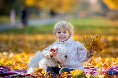 Mutlu çocuklar, sonbahar parkında evcil köpekle oynuyorlar güneşli bir günde, yapraklar ve yapraklar etraflarında.