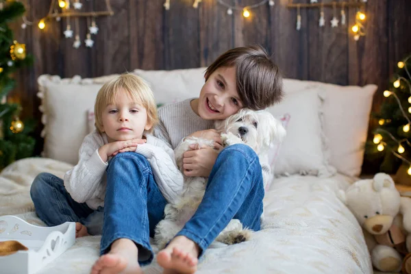 子供とペットの犬と幸せな家族 一緒にクリスマスの時間を楽しんで クリスマスを祝う — ストック写真