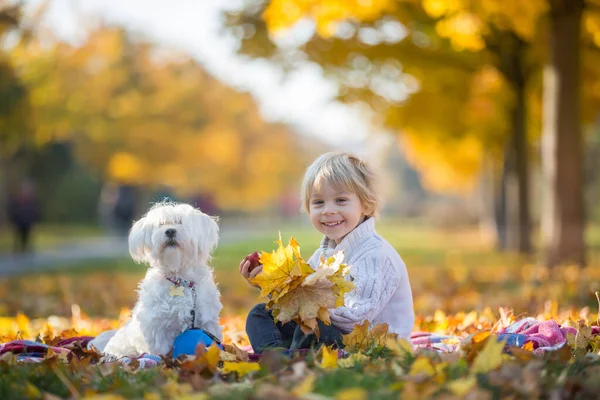 Mutlu Çocuklar Sonbahar Parkında Evcil Köpekle Oynuyorlar Güneşli Bir Günde — Stok fotoğraf