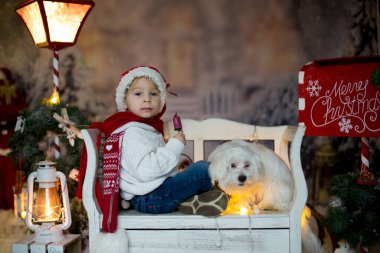 Güzel bir çocuk, yeni yürümeye başlayan bir çocuk ve Malta 'lı beyaz bir köpek yavrusu, Noel süsleriyle bir bankta oturuyor.