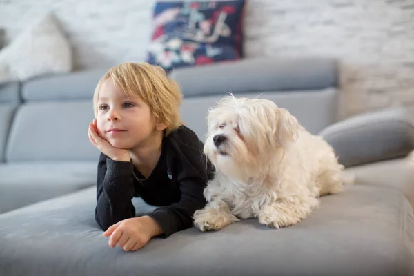 Cute Blond Child Toddle Boy Watching His Pet Maltese Dog — Stock Photo, Image