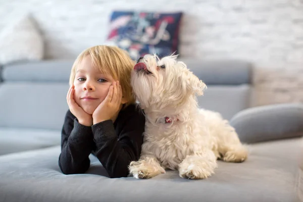 Cute Blond Child Toddle Boy Watching His Pet Maltese Dog — Stock Photo, Image