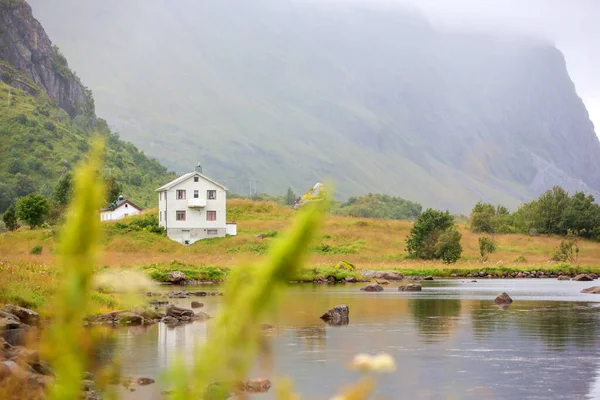 Amazing Summer Nature Landscape Flowers House Lofoten Northern Norway — Zdjęcie stockowe