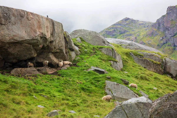 Schafe Auf Einer Wiese Herrlicher Natur Auf Den Lofoten Nordnorwegen — Stockfoto
