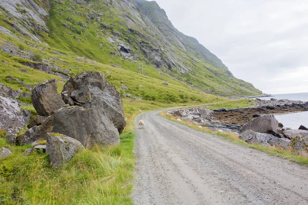 Cute Child Blond Boy Walking Road Sheeps Lofoten Norway — Stockfoto