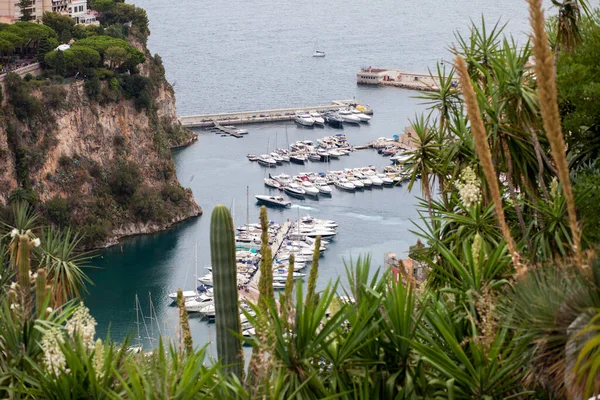 Vedere Peisagistică Portului Monaco Din Grădinile Exotice Timp Vară — Fotografie, imagine de stoc