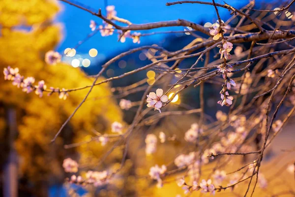 Piękne Kwiaty Gałęzi Wczesna Wiosna Barcelonie Lutym Tle Księżyca — Zdjęcie stockowe