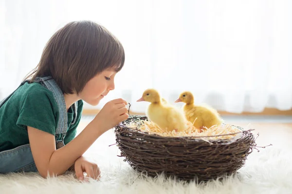 귀여운 Ducklings 봄이와 — 스톡 사진