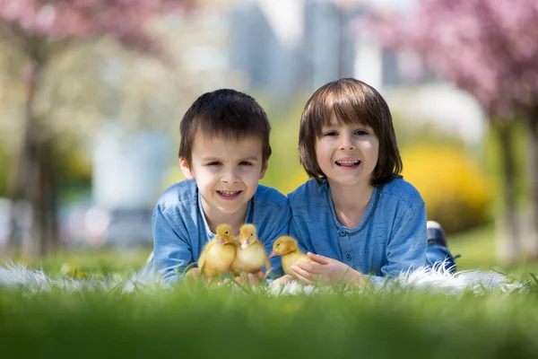 Cute Little Children Boy Brothers Playing Ducklings Springtime Together Little — Stock Photo, Image