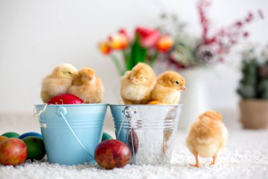 Kovada yeni doğmuş şirin piliçler ve paskalya yumurtaları oynuyorlar.