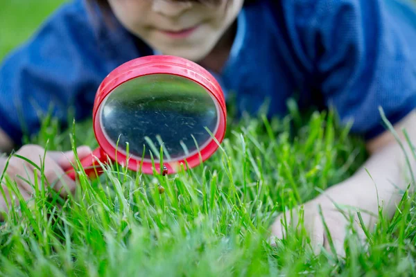 Preteen Child Boy Exploring Magnifying Glass Watching Ladybugs Grass — Stock Photo, Image