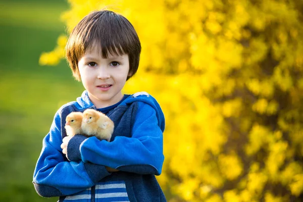 Sweet Cute Child Preschool Boy Playing Little Newborn Chicks Park — Stock Photo, Image