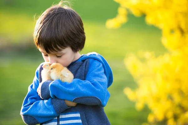 Sweet Cute Child Preschool Boy Playing Little Newborn Chicks Park — Stock Photo, Image