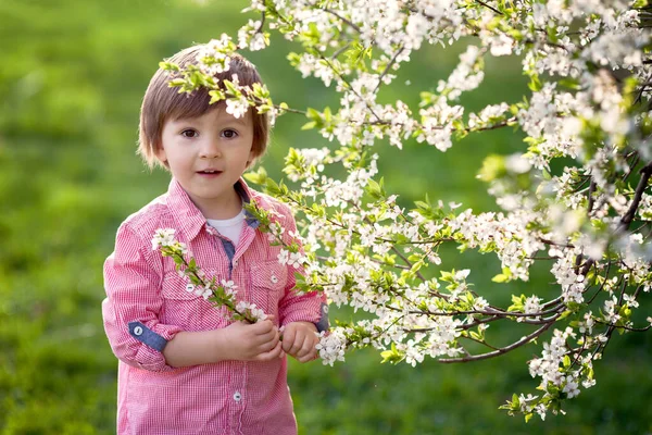 Leuke Peuter Jongen Spelen Lente Tuin Met Bloeiende Bomen Lente — Stockfoto