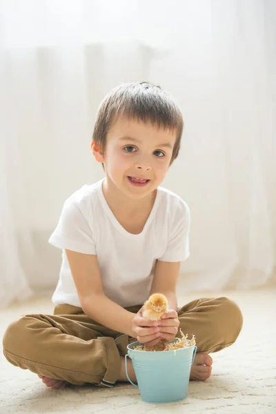 Lindo Niño Dulce Niño Prechcool Jugando Con Pequeños Polluelos Casa — Foto de Stock