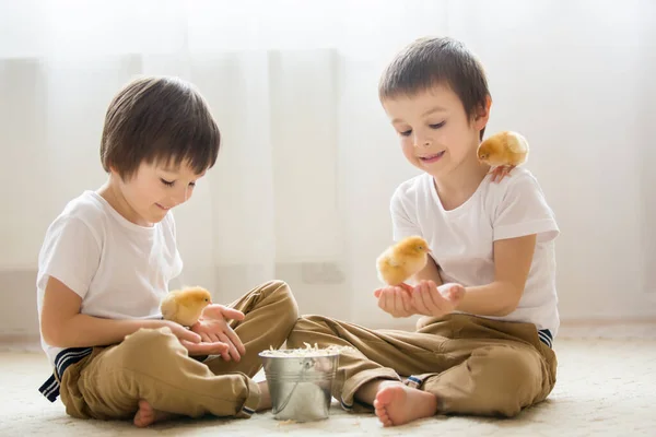 Двое Милых Маленьких Детей Дошкольники Братья Играющие Маленькими Цыплятами Дома — стоковое фото