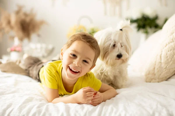 Söt Liten Förskola Pojke Med Sin Hund Leka Tillsammans Sängen — Stockfoto