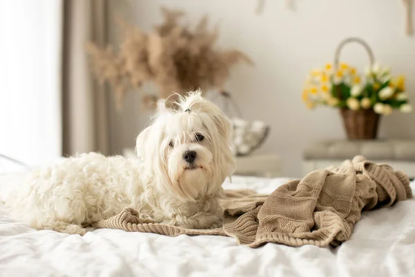 Maltesisk Hund Söt Sällskapsdjur Hund Liggande Sängen Och Tittar Kameran — Stockfoto