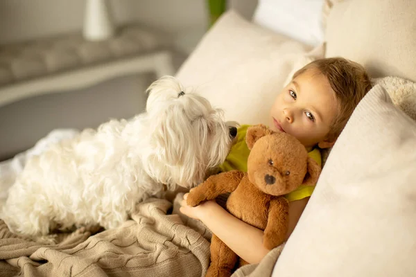 Niedliche Kleine Vorschulkind Mit Seinem Hund Spielen Zusammen Bett Hause — Stockfoto