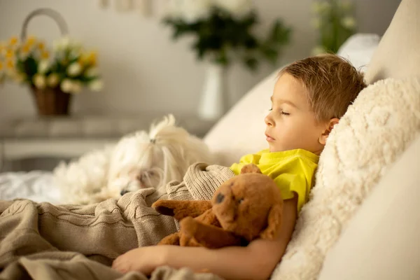 かわいいです就学前の男の子とペット犬 一緒に家でベッドで遊ぶ — ストック写真