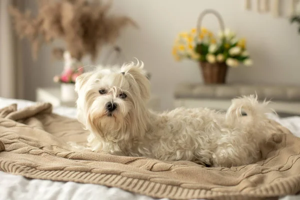 Malta Köpeği Sevimli Evcil Köpek Yatakta Uzanıp Kameraya Bakıyor Boho — Stok fotoğraf