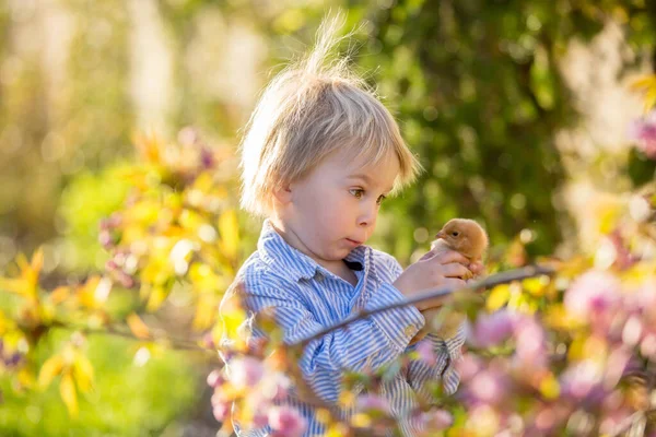 Piccolo Bambino Mangiare Coniglietto Cioccolato Giardino Tramonto Uova Pasqua Intorno — Foto Stock