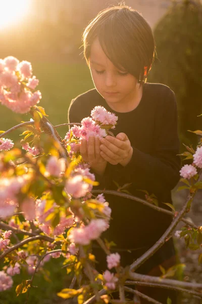 Dulce Colegial Pie Junto Árbol Floreciente Atardecer Parque —  Fotos de Stock