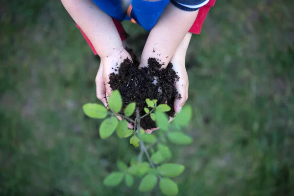 Mãos Criança Segurando Planta Com Solo Fundo Terra — Fotografia de Stock