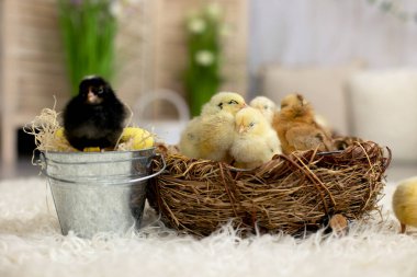 Yuvadaki küçük yeni doğmuş yavrular, güneşli bir odada yeni doğmuş tatlı kuşlar.