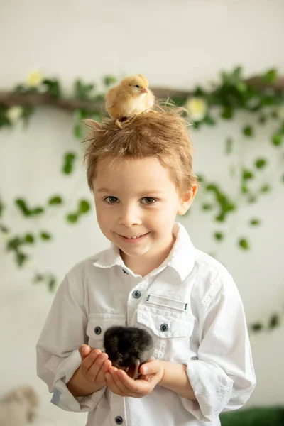 Cute Child Home Little Newborn Chicks Enjoying Cute Kid Animal — Stock Photo, Image